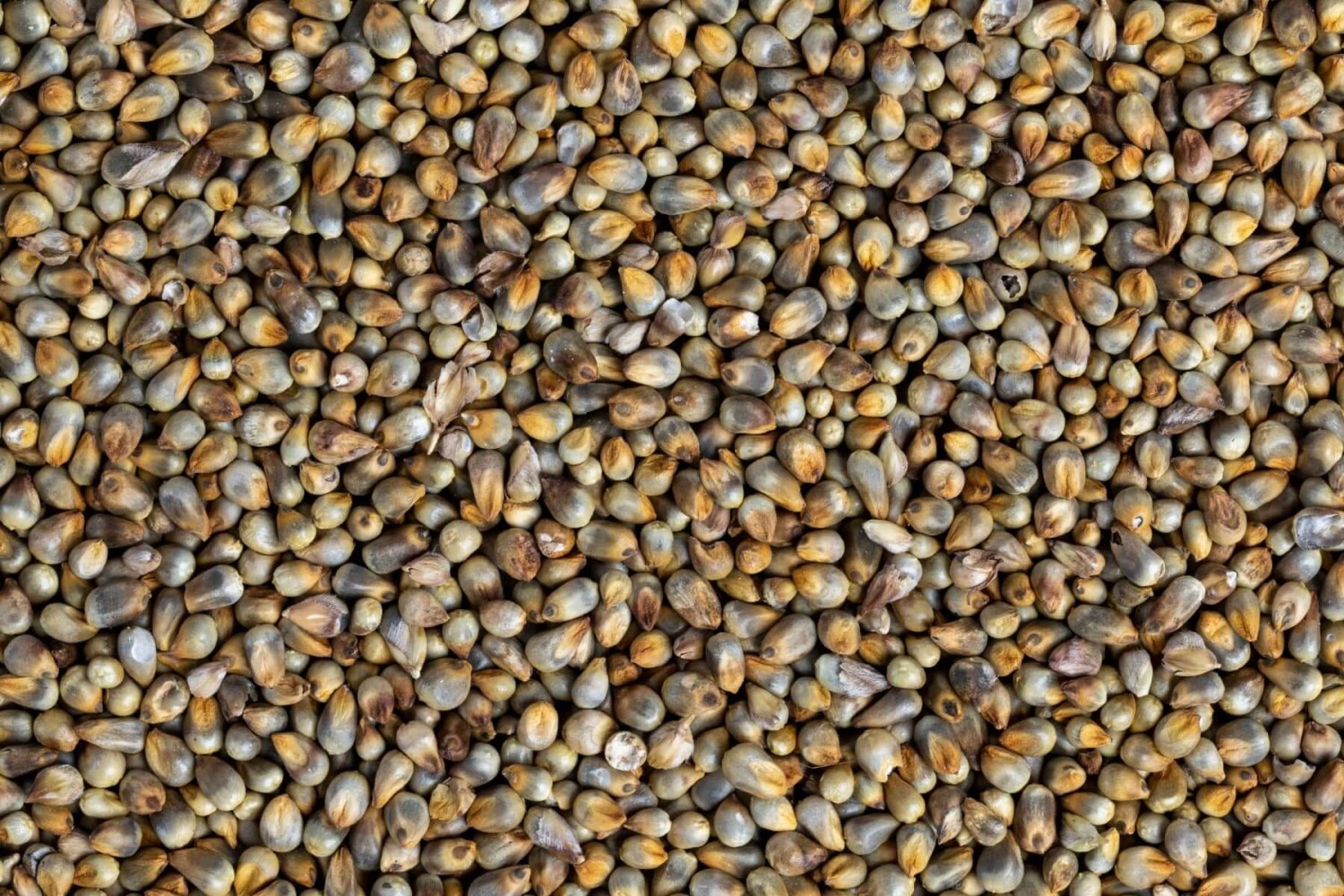 Pearl millet