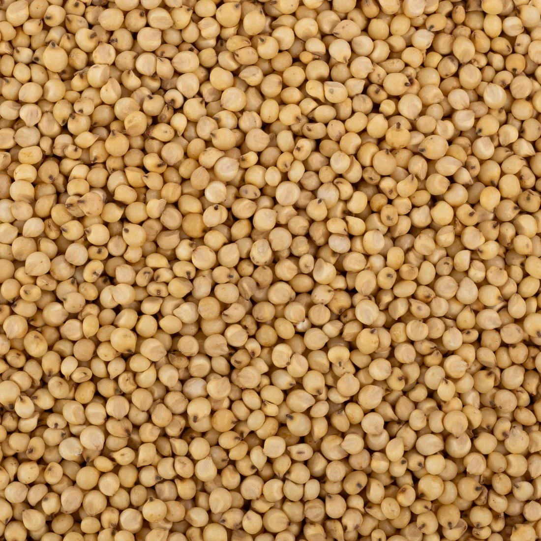 Sorghum Millet